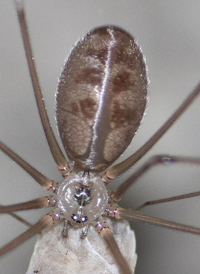 Long-bodied Cellar Spider